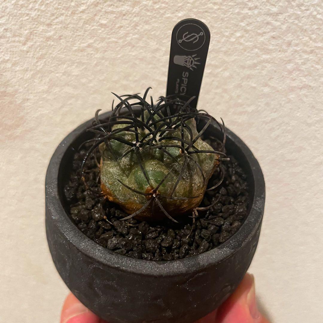 ケン ドーン KEN DONE シドニー ジグソーパズル 完成品Ken Done