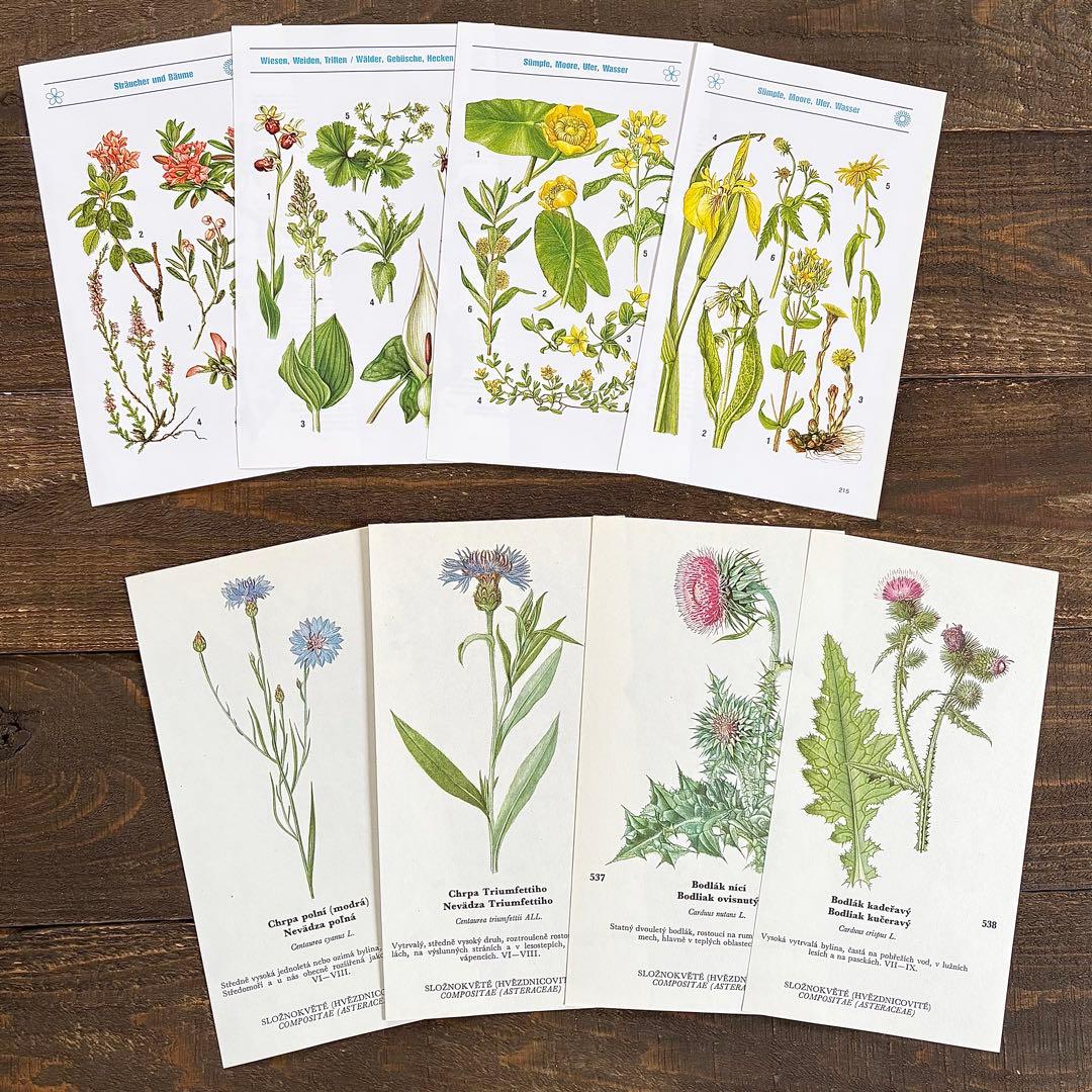 7種類の図鑑]ヨーロッパ ヴィンテージ 植物画22枚セット01 ボタニカル