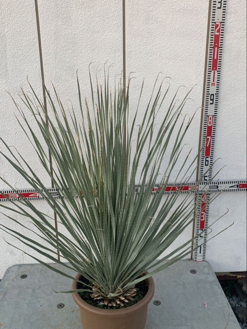 マ*キ様 ダシリリオン