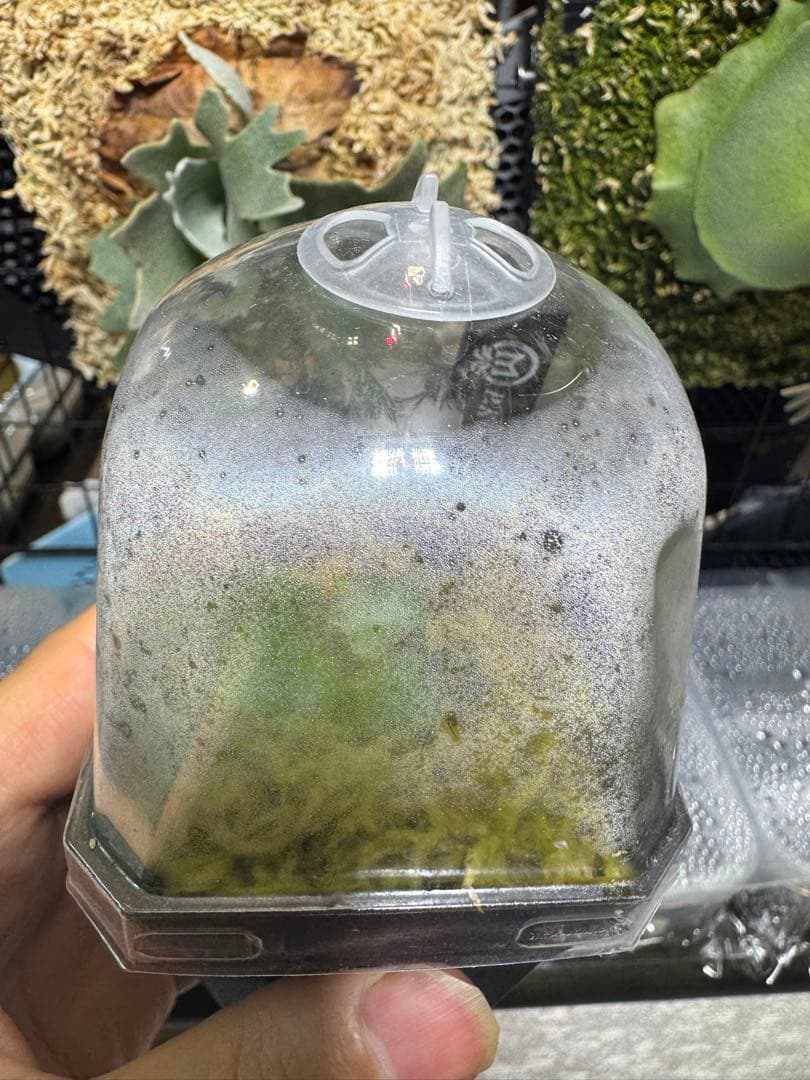 kin-norn spore thick leaf#2 pup