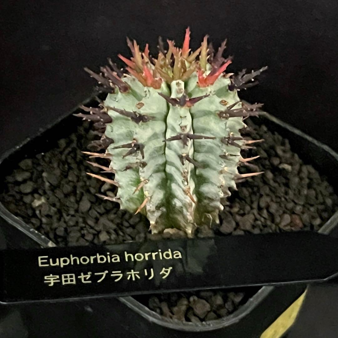 ユーフォルビアホリダ 宇田ゼブラホリダ 雌株B - メルカリ
