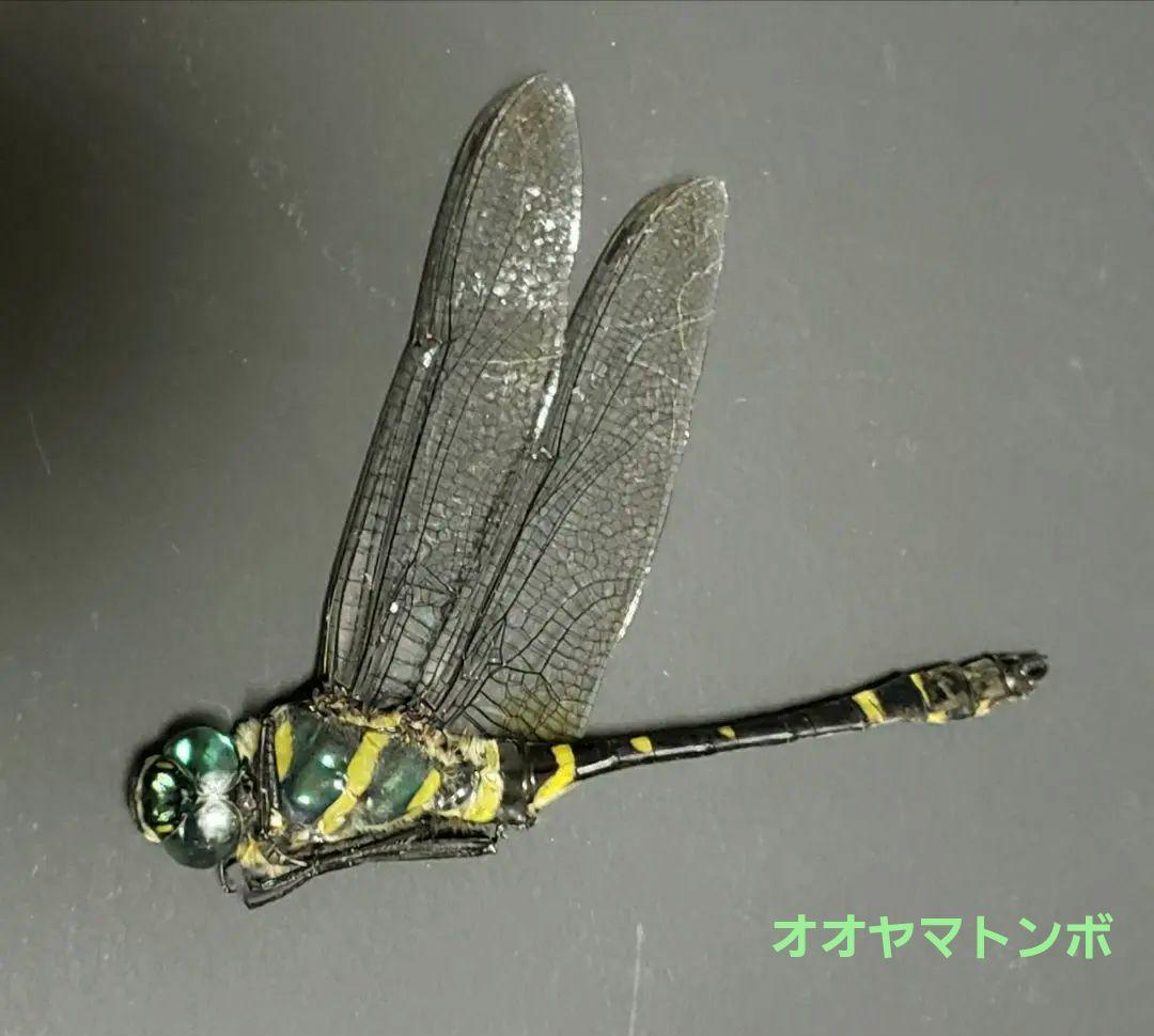 十（つなし）出品 トンボ標本13頭