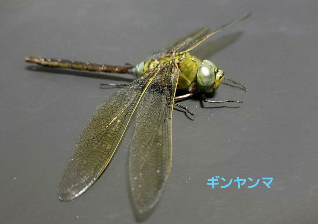 十（つなし）出品 トンボ標本13頭