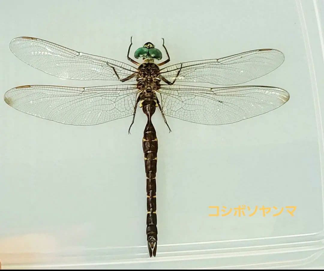 十（つなし）出品 トンボ標本13頭