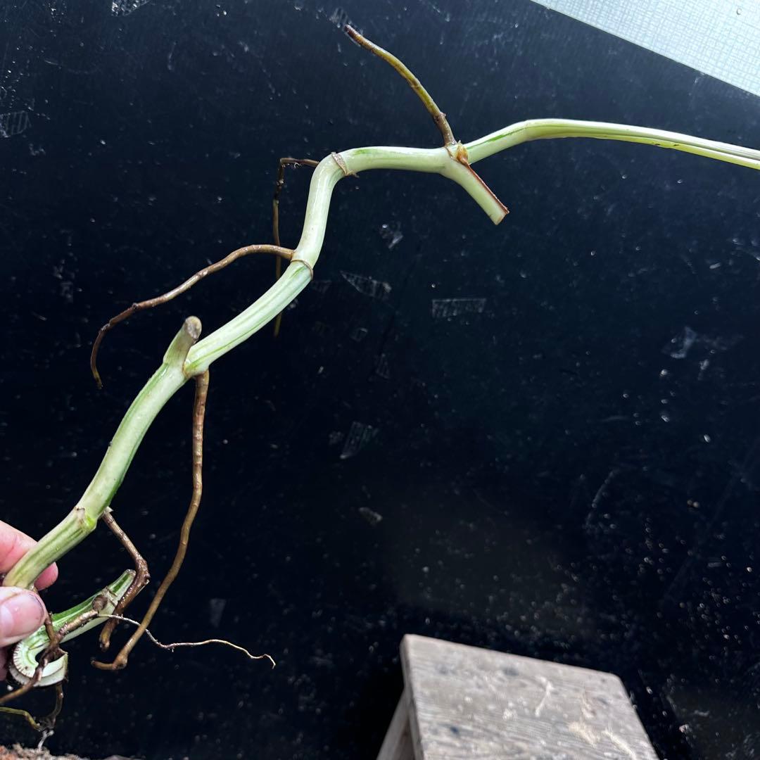 斑入りモンステラホワイトタイガー茎8株おまとめ - メルカリ