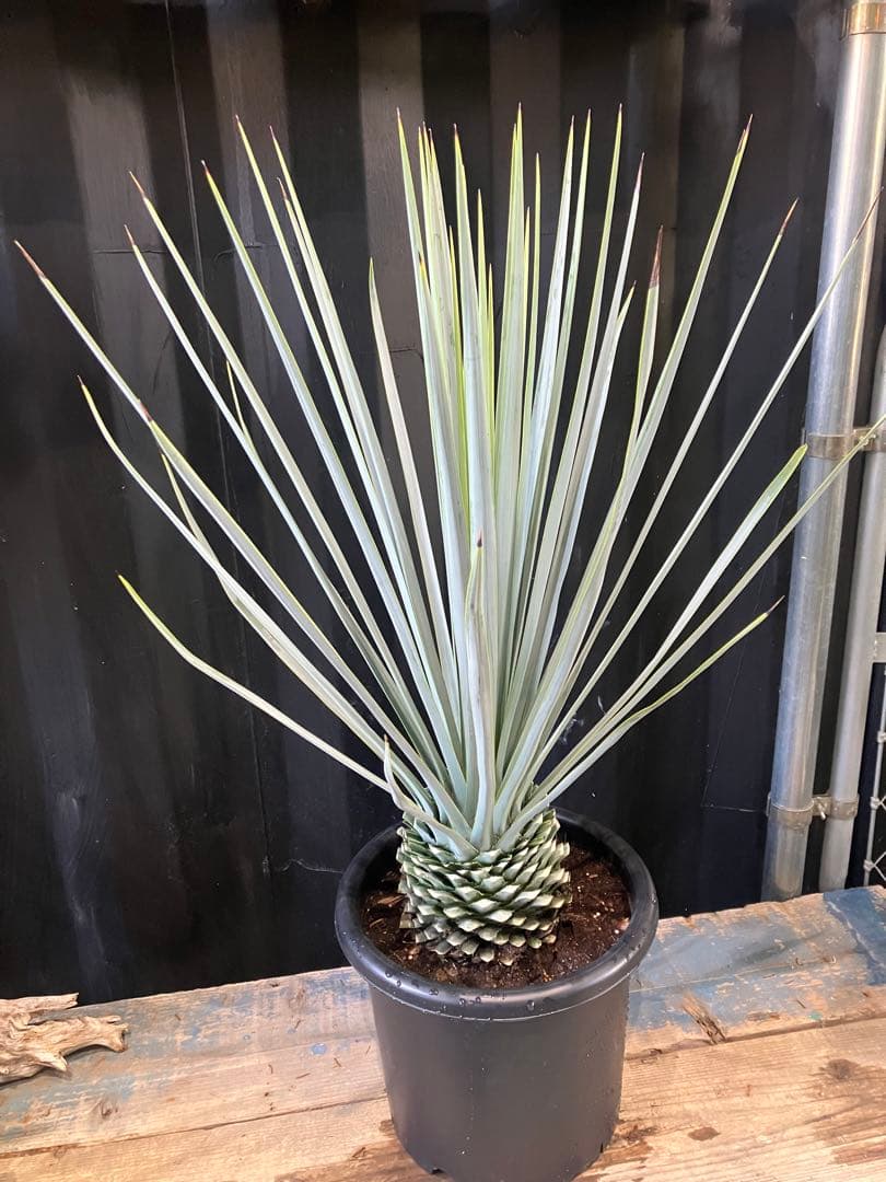 白さ抜群❗️ ユッカ リギダ 極上苗 ロストラータ ドライガーデン