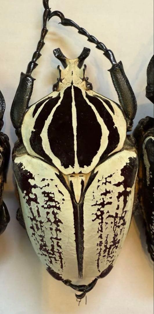 n*s様 カメルーン　ゴライアスオオツノハナムグリ　4頭　M2.3.4.5