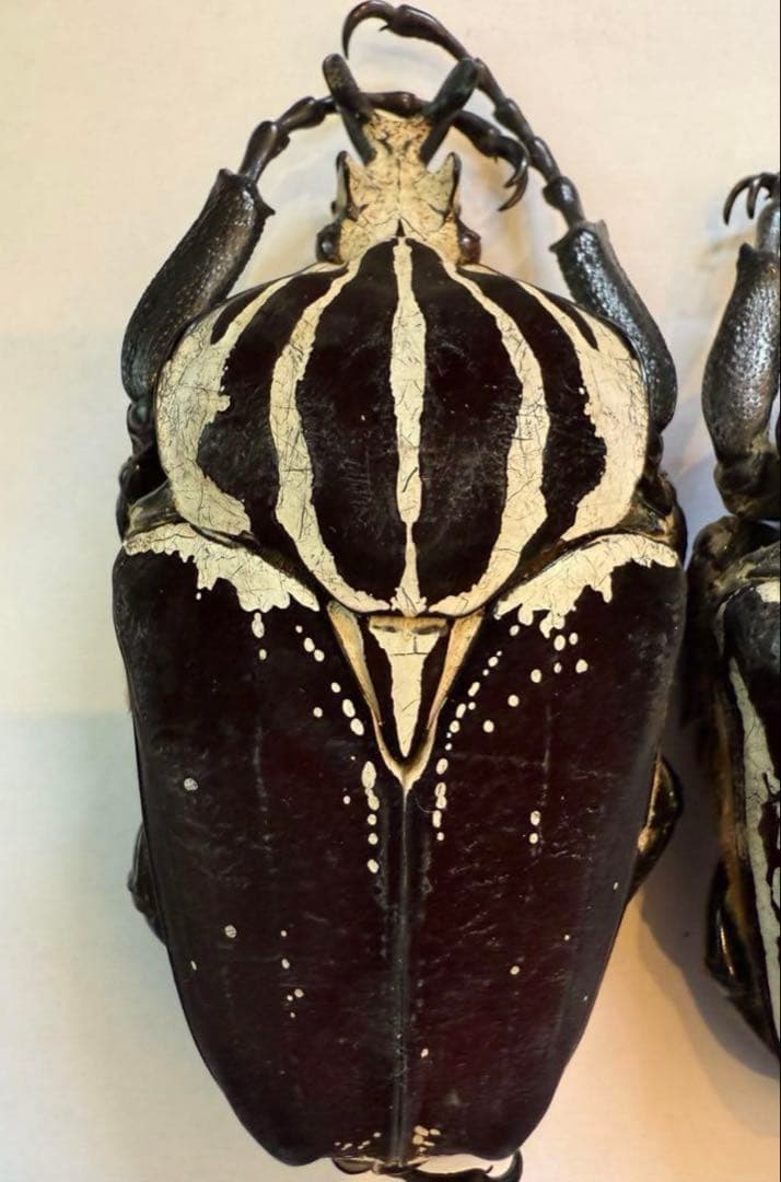 n*s様 カメルーン　ゴライアスオオツノハナムグリ　4頭　M2.3.4.5