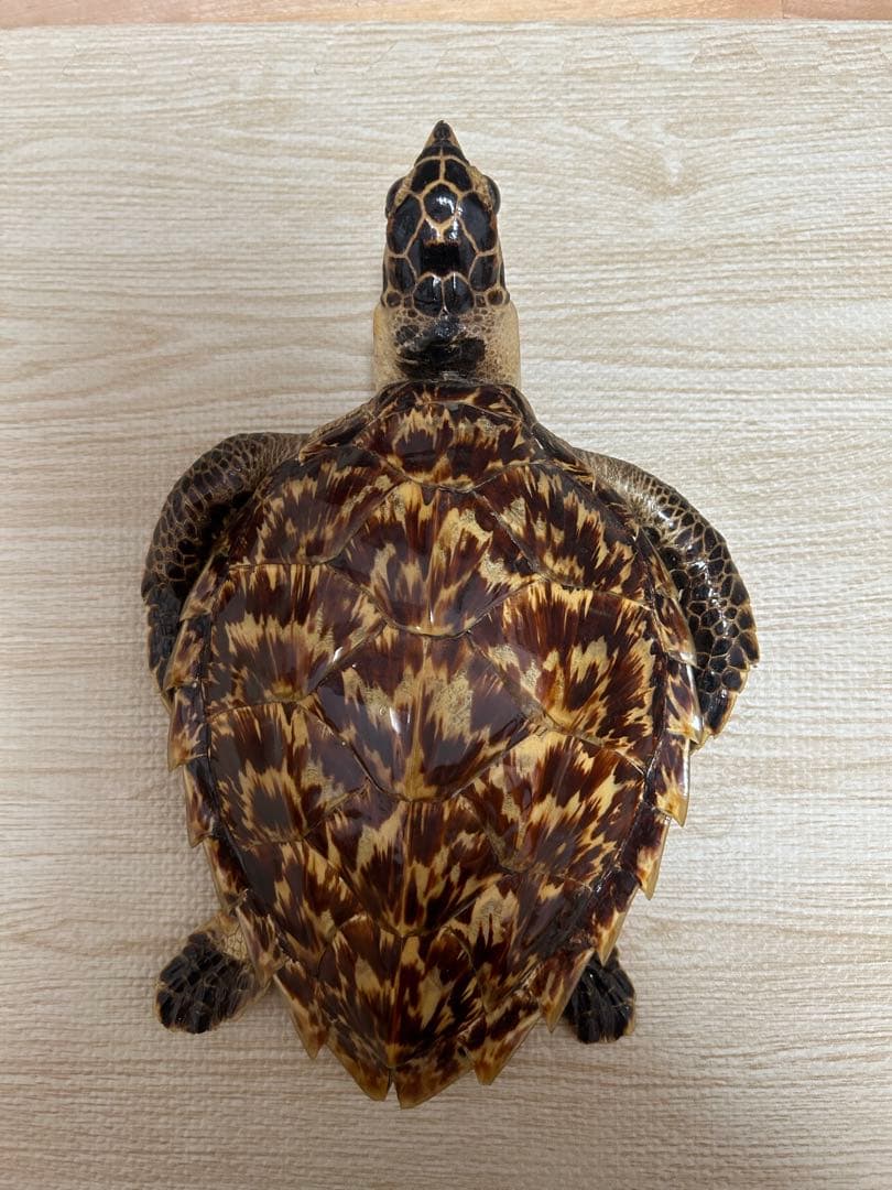 タイマイ ウミガメ剥製 国際希少野生動植物種登録票有-オンラインで