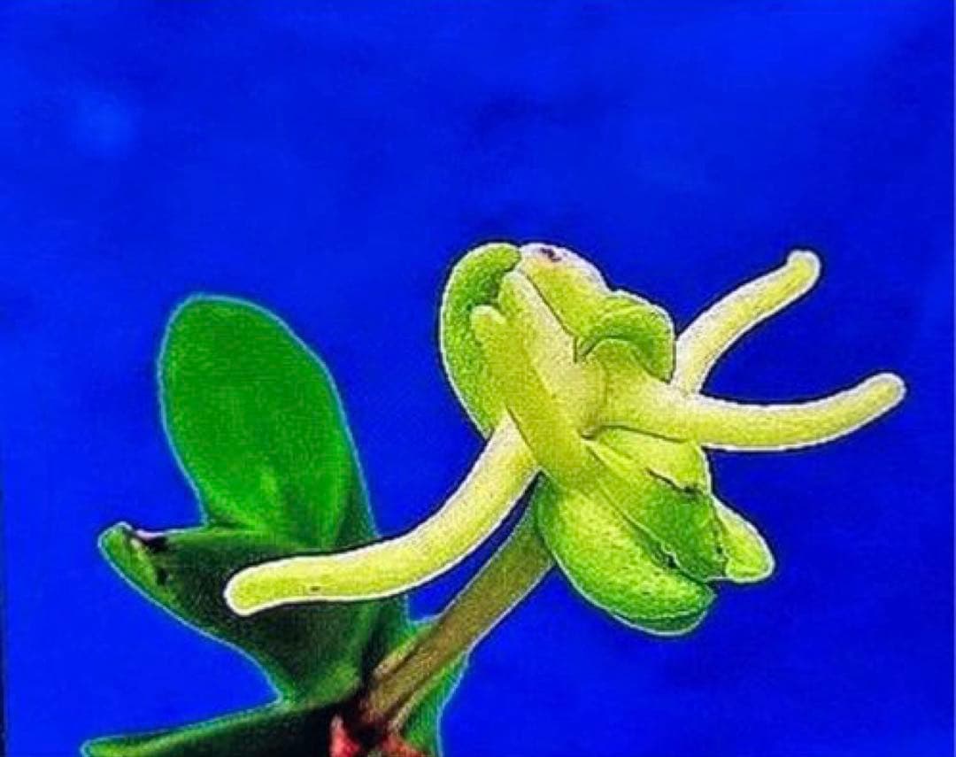 富貴蘭「緑三蝶」（開花株大株立ち） 富貴蘭 三蝶咲きの名花「花纏(はなまとい)」の開花！ | 豊の国の翁