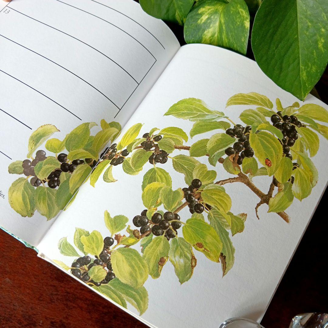 洋書古書 美しい日々の本 日記 記録 画集 ボタニカルアート 植物図鑑