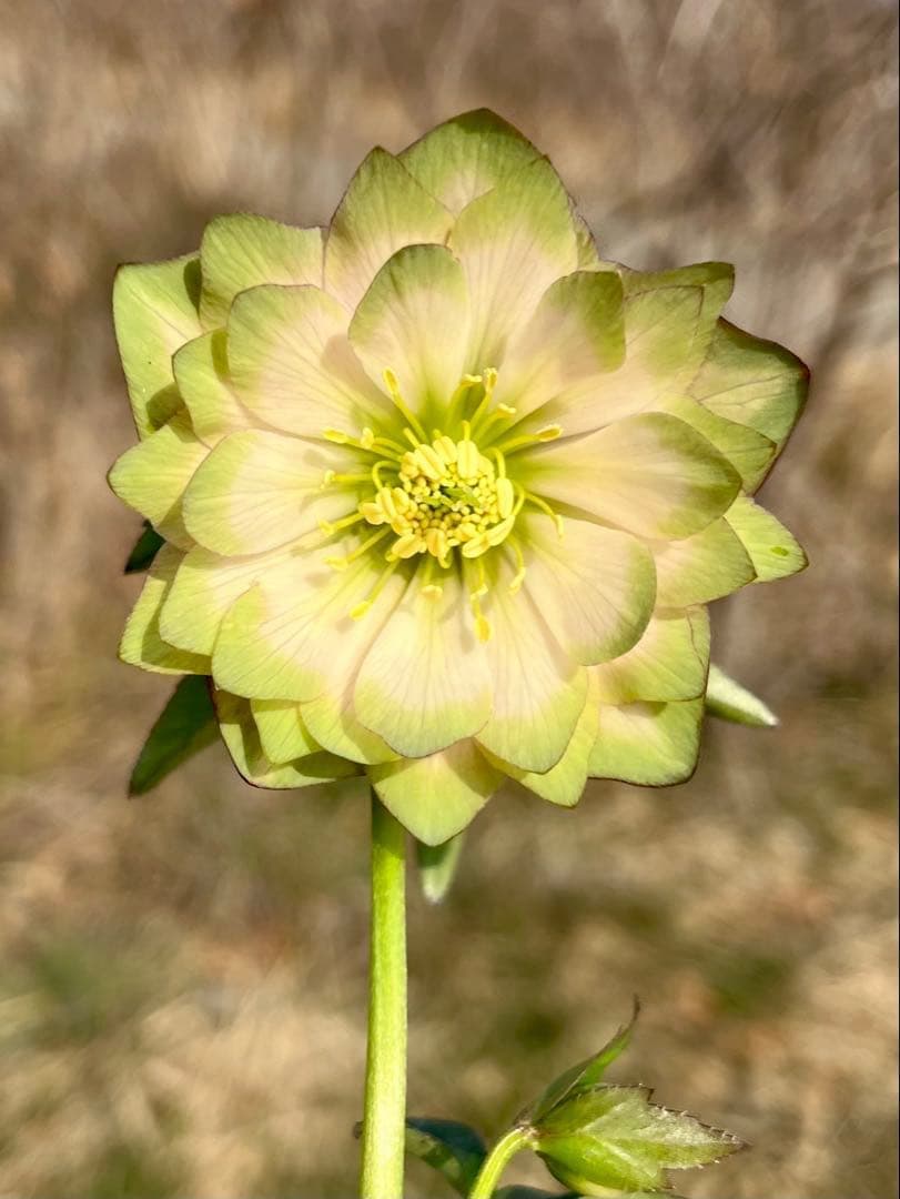 i*u様 ☘️蕾付き☘️3304⭐️超希少⭐️アンティークピエラ⭐️