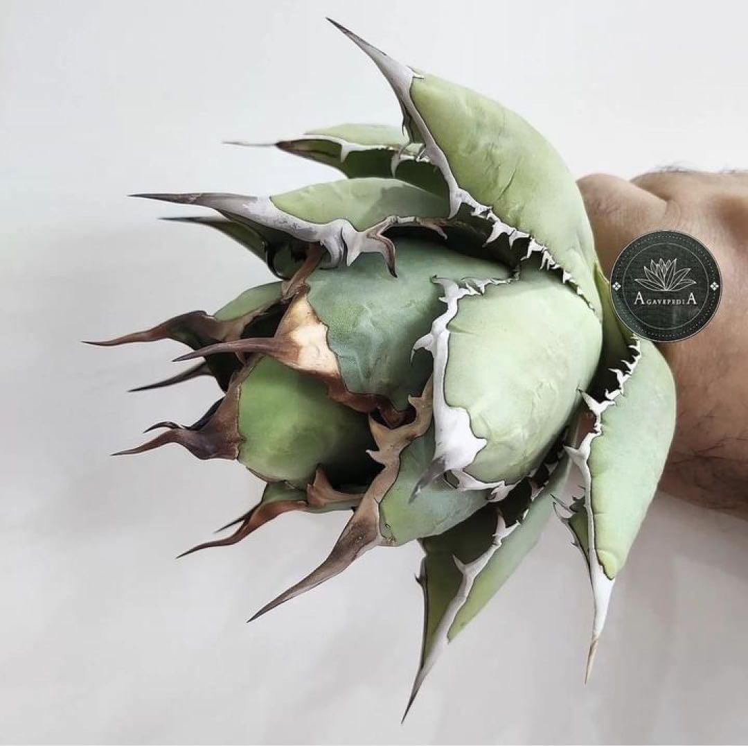 イラン株【REZA】③アガベ チタノタ ブレイズ BLAZE - メルカリ