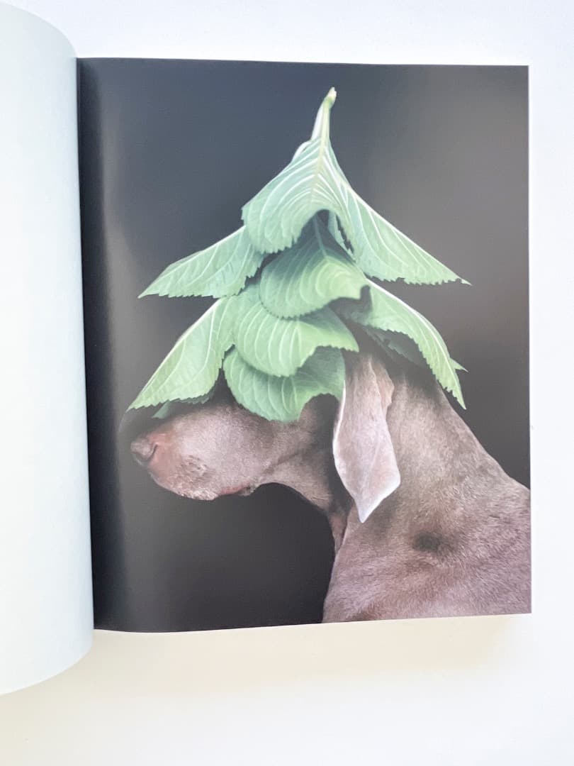 アート・デザイン・音楽 William Wegman \"Polaroids\"