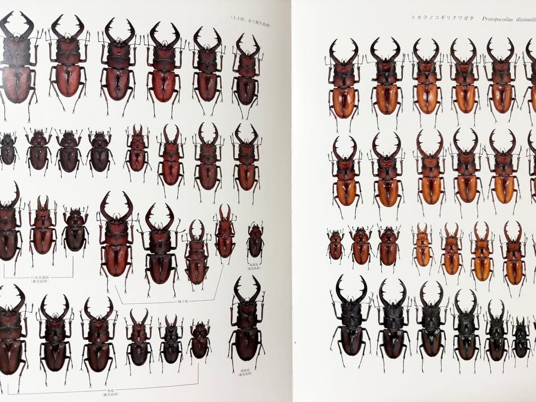 日本産クワガタムシ大図鑑 希少本 - メルカリ