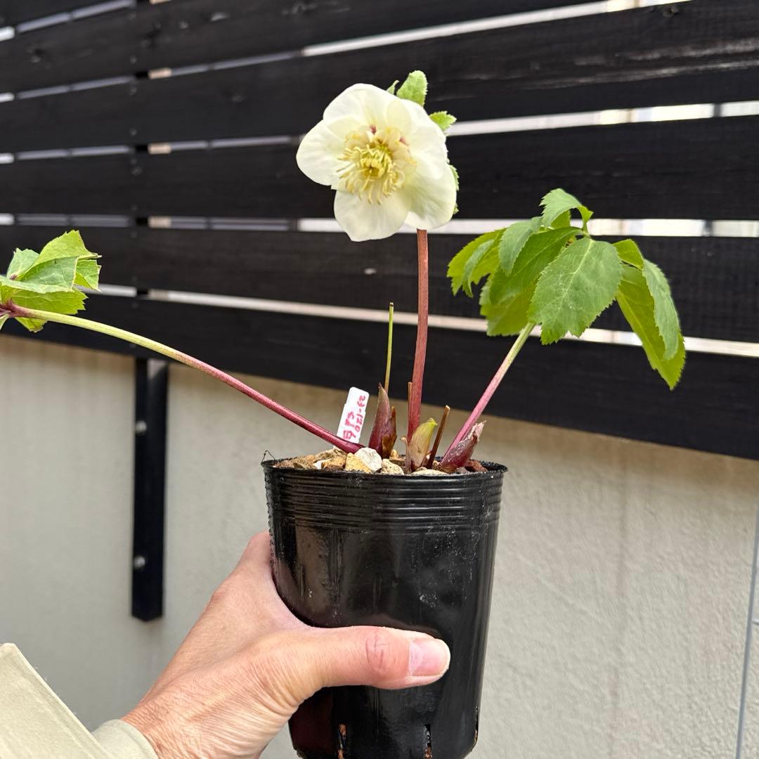 □加藤農園□ 強香 今シーズン株分け クリスマスローズ - メルカリ