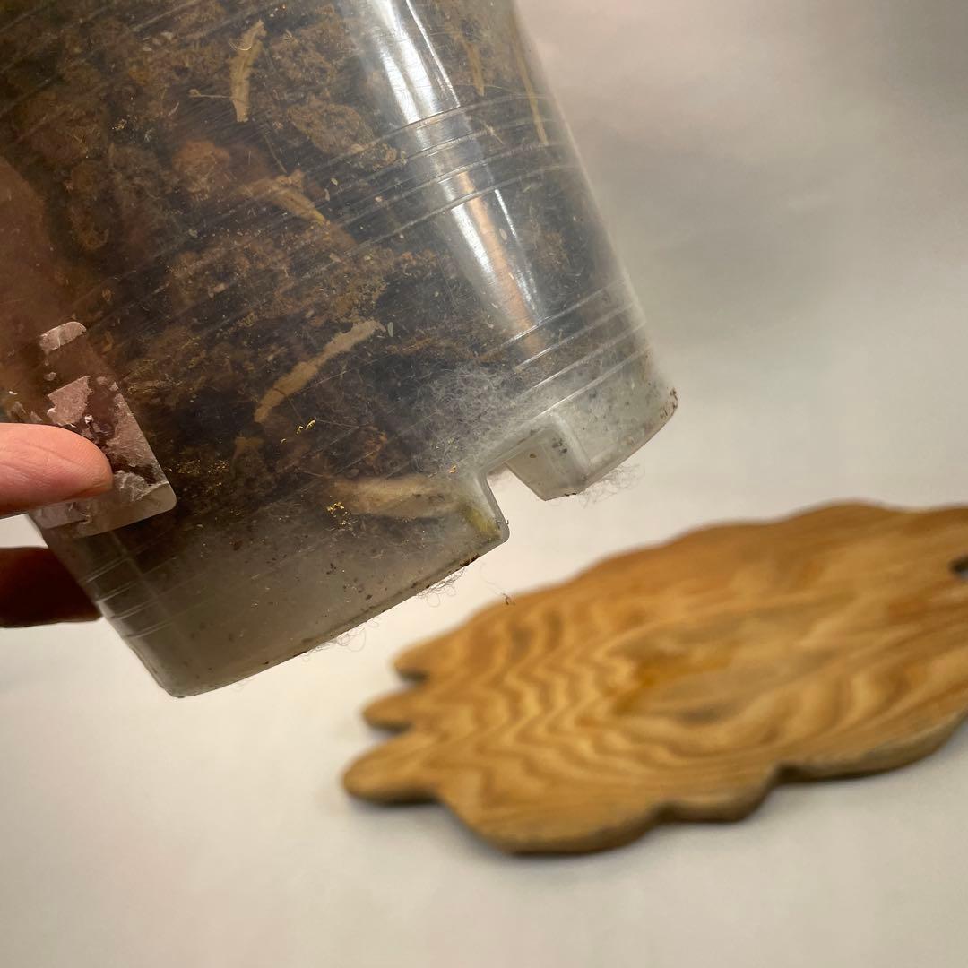 三*ん様 L029 モンステラ デリシオーサ 黄金葉 ゴールドリーフ フルムーン