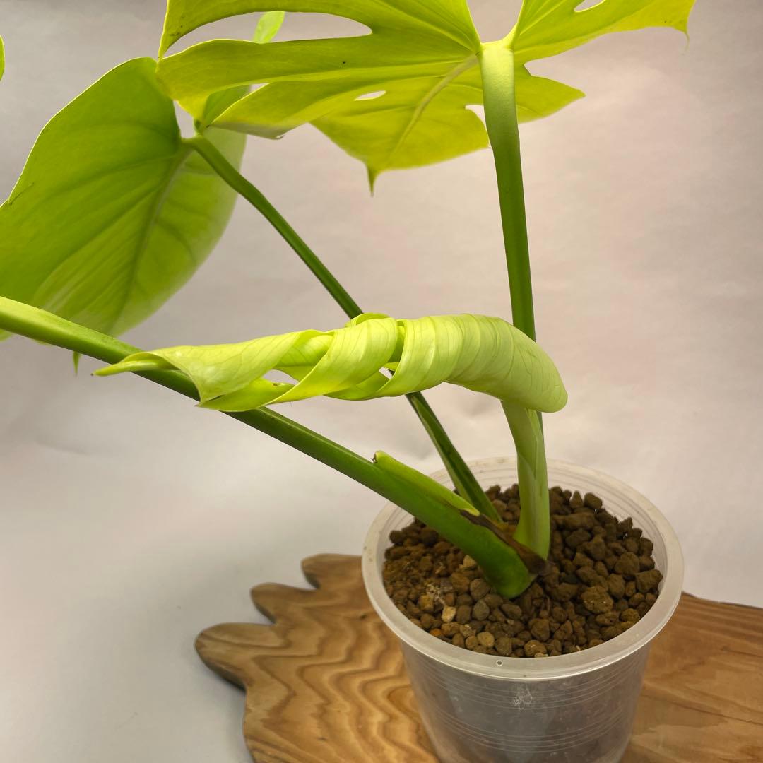 三*ん様 L029 モンステラ デリシオーサ 黄金葉 ゴールドリーフ フルムーン