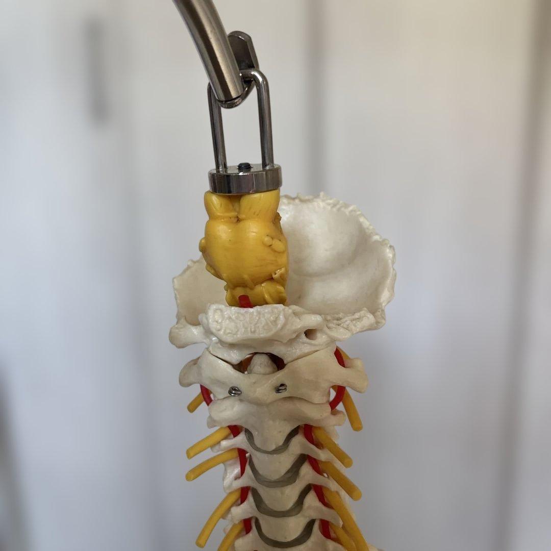 人体模型 脊椎構造 全健会