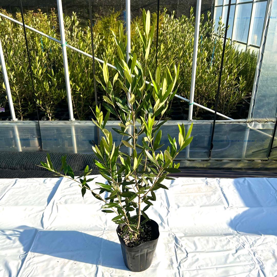 【あずき。プロフご覧ください。】ひなかぜ　4本セット