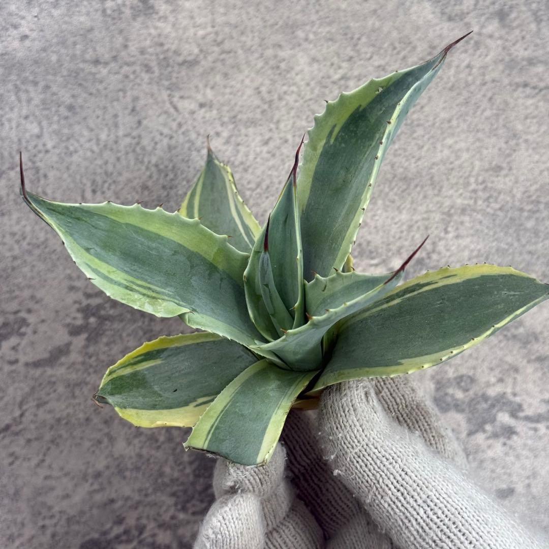 k*i様 【アガベ オバティフォリア“オルカ”】地植え/-18℃まで/極上