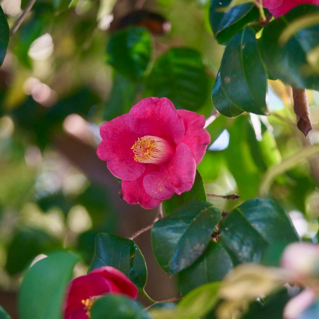 東京光学　Toko 3.5 7.5cm トリプレットの銘レンズ❗️
