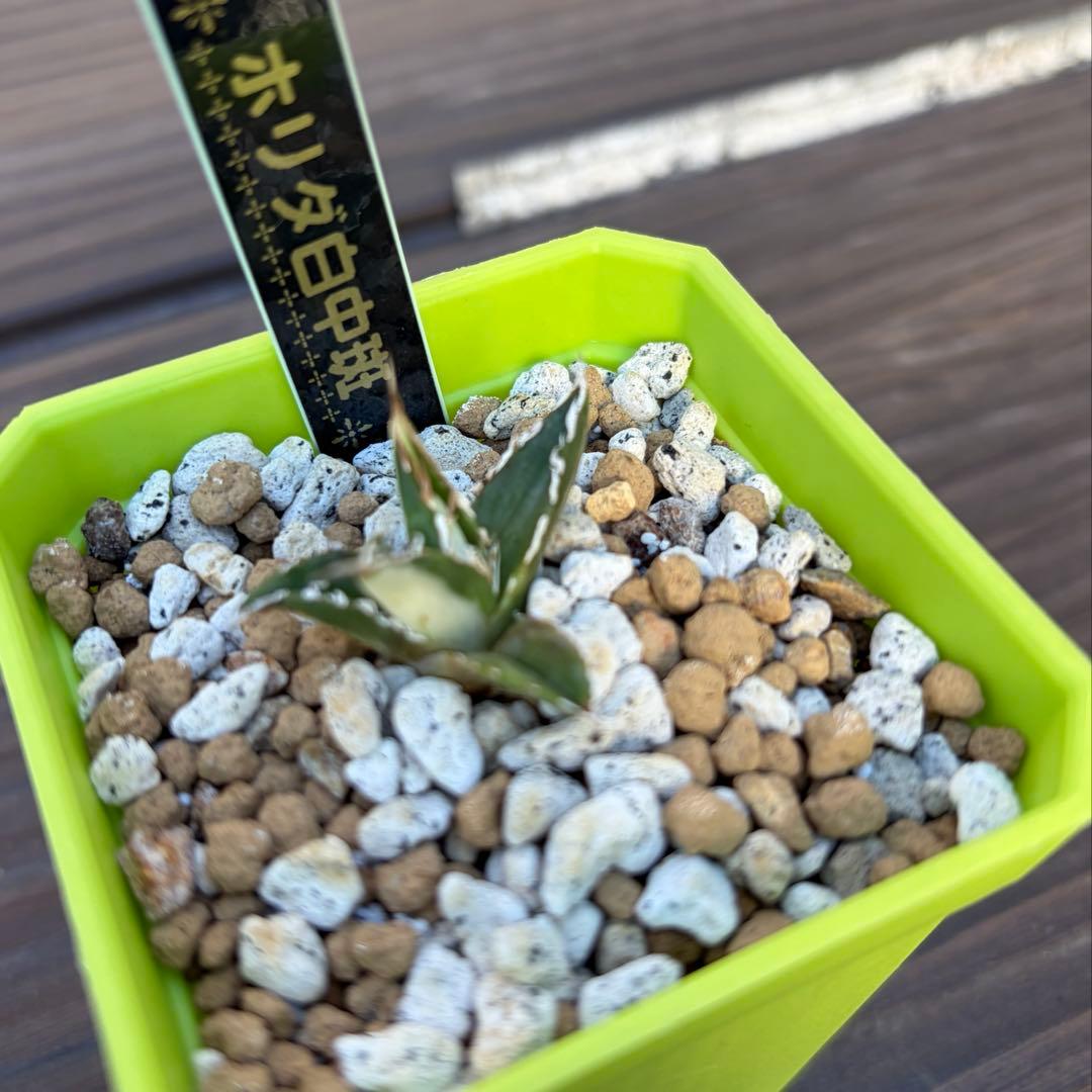 アガベ 激レア ホリダ 白中斑