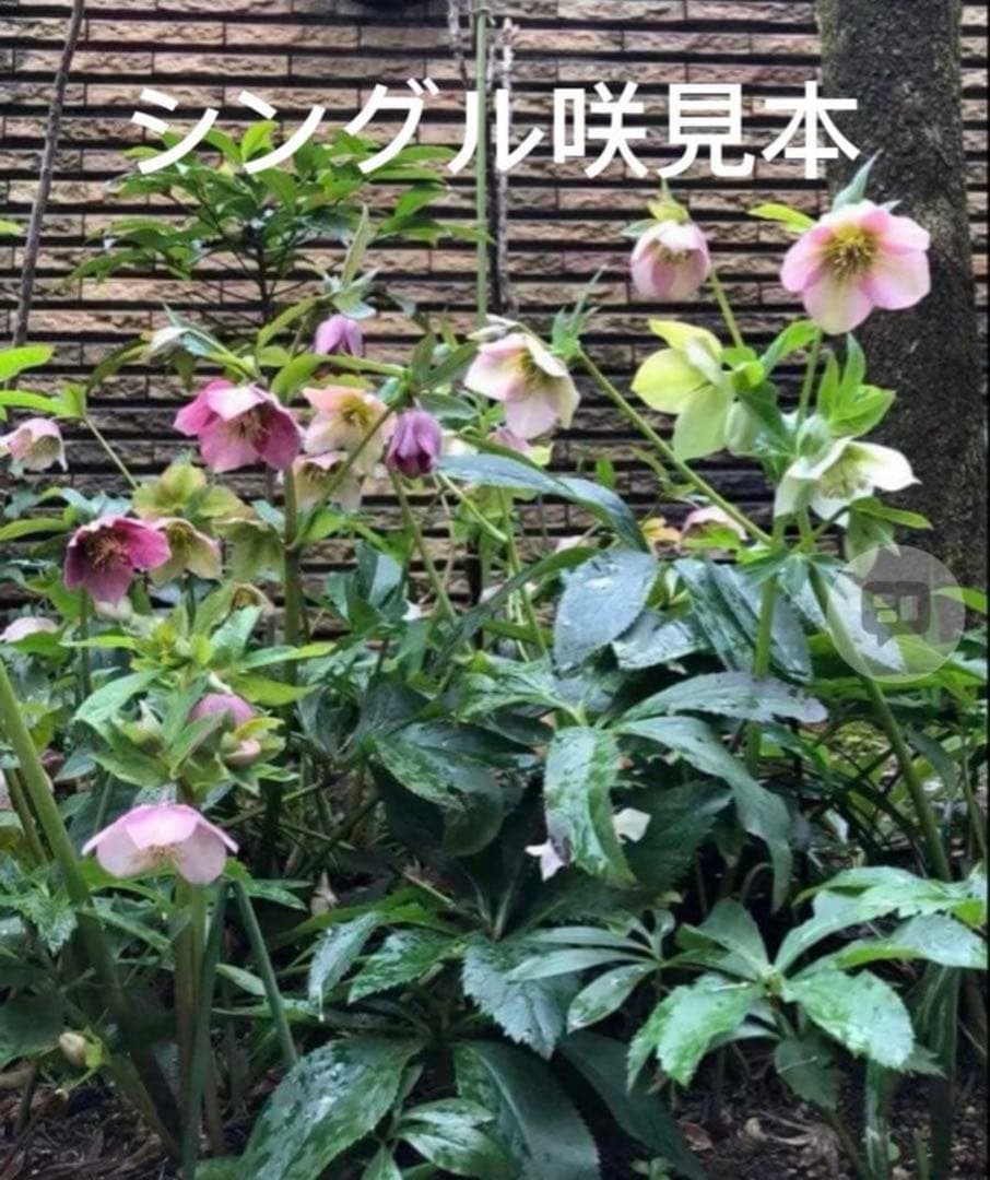 新春価格‼️クリスマスローズの苗、3苗セット ゆうパケットミニ便発送