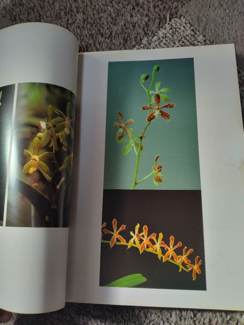世界の野生蘭ORCHIDATLAS VOL.8 Dr.KOJI KARASAWA