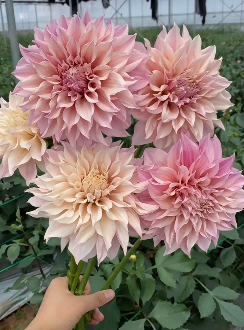 ダリア 球根(3)超レア カフェ・○・レ