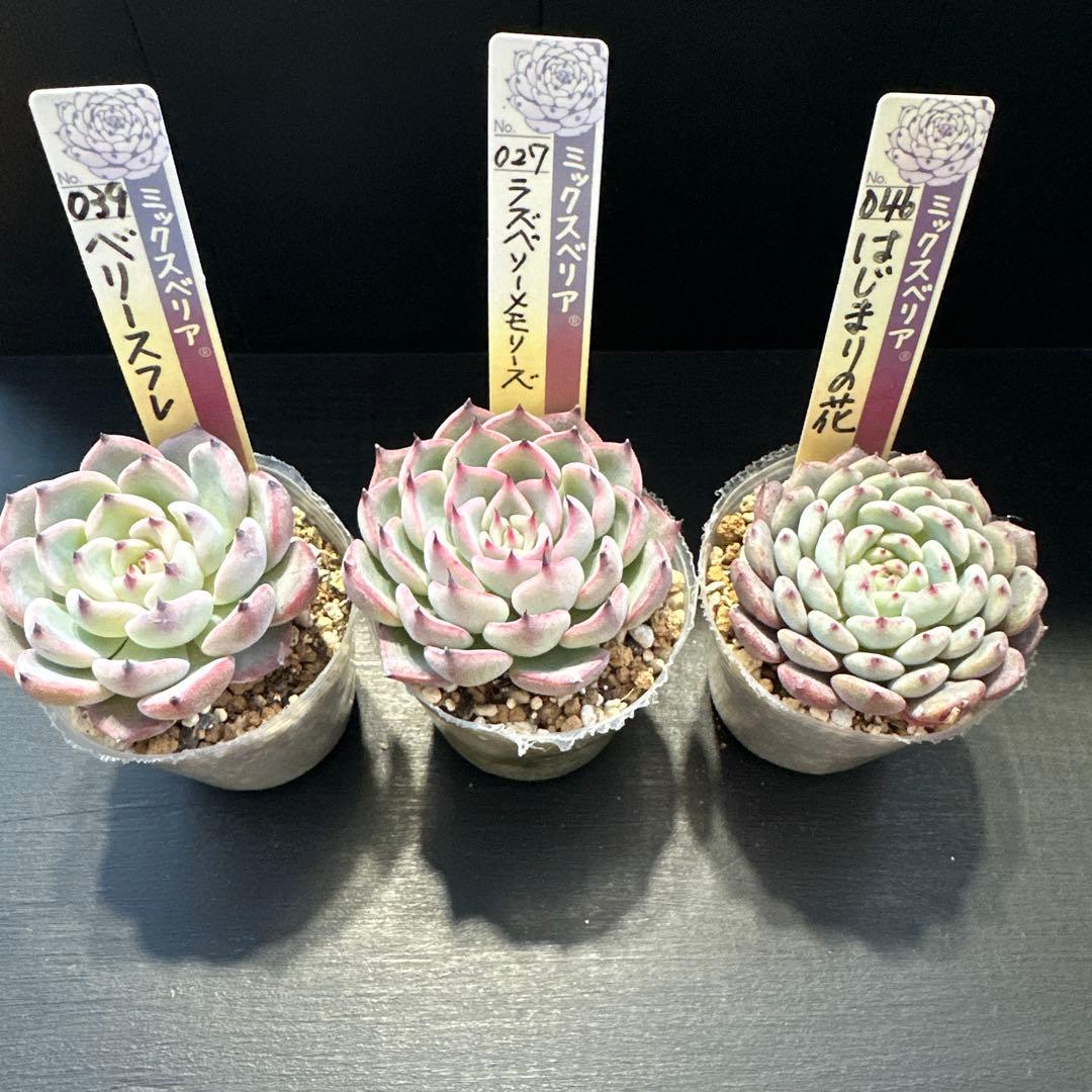 ア*サ様 おらいさん苗10点セット　まだまだ可愛いくなりますのでお楽しみに♡ 札