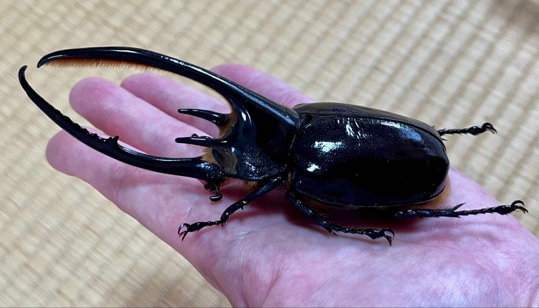 外国産カブト3種 標本 ネプチューン リッキー レックス（旧アクティ