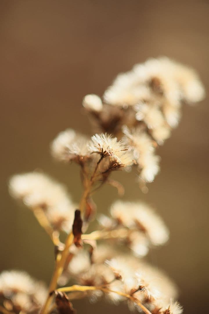 《銘玉》TAMRON SP 90mm F2.5 52BB 【光学美品】