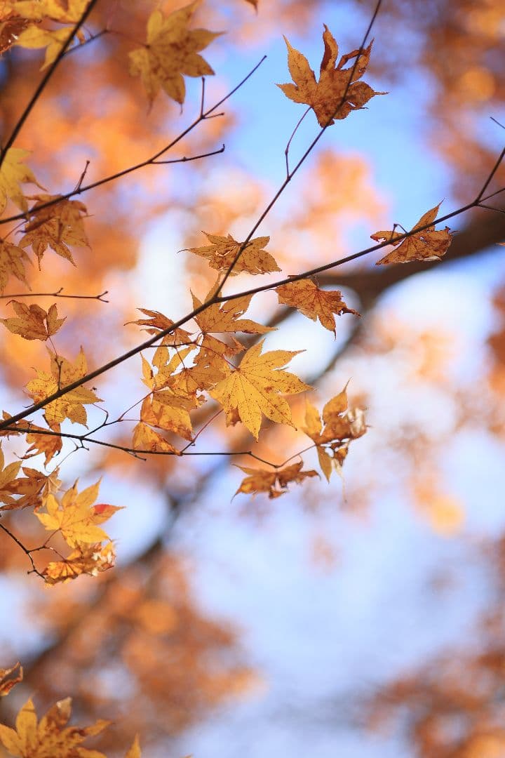 《銘玉》TAMRON SP 90mm F2.5 52BB 【光学美品】