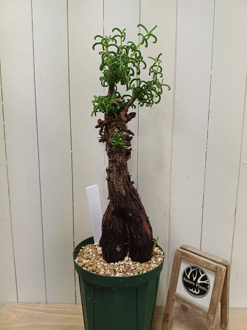 H051 超希少種発根済み メストクレマ ツベローサム 養生株