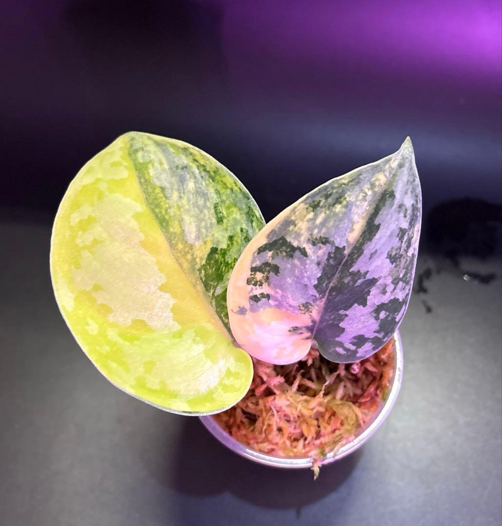 スキンダプサス 綺麗な斑入り セット F1