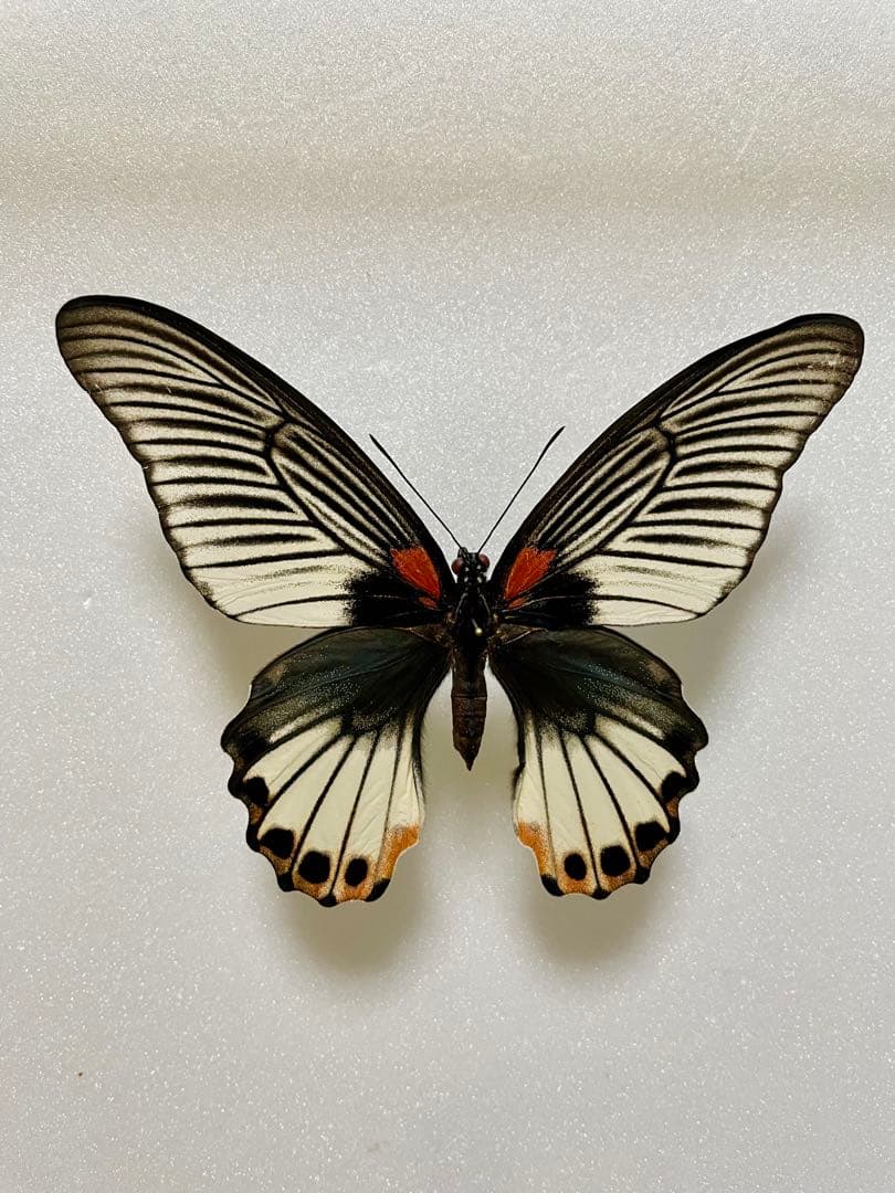 【白化型】ナガサキアゲハ（メス、タイ産飼育品） 身近な国内最大級！ ナガサキアゲハ ｜ 東京ズーネット