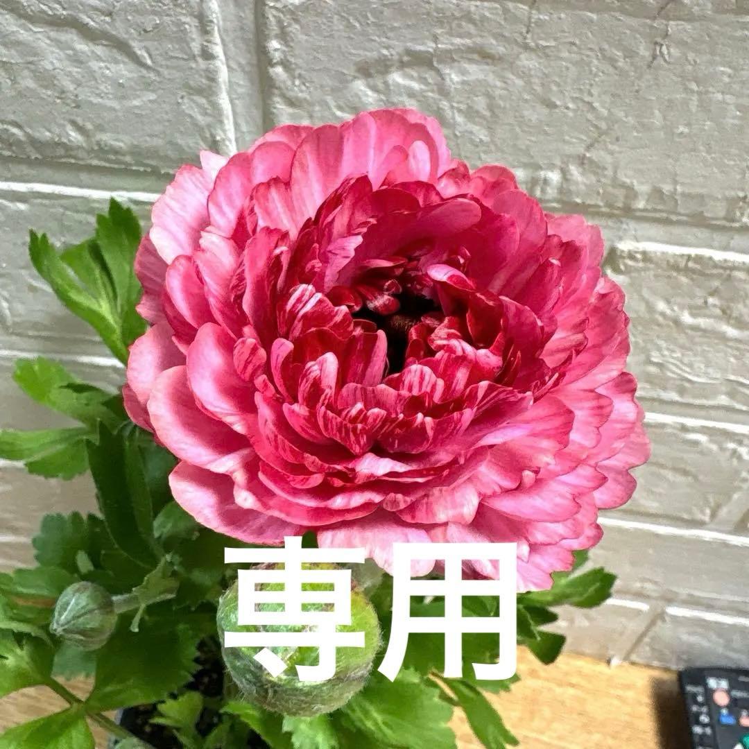 ジャイラナンキュラスラックス♡イカロス♡3.5号ロング3点♡メルカリ便 ジャイ様同梱用ラナンキュラスラックス♡イカロス♡3.5号ロング - メルカリ