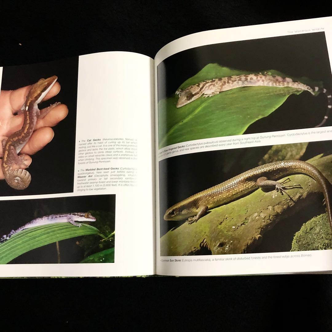 ボルネオ島 野生動物 写真集「Borneo's Wildlife」