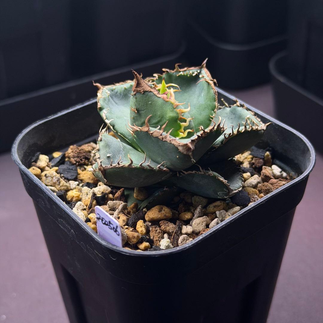 麻花龍　oc子株　アガベ　抜き苗配送　※鉢植配送希望の場合コメントください