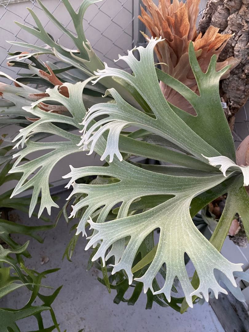 ビカクシダ E-1 白ビフ 長期養生株 - メルカリ