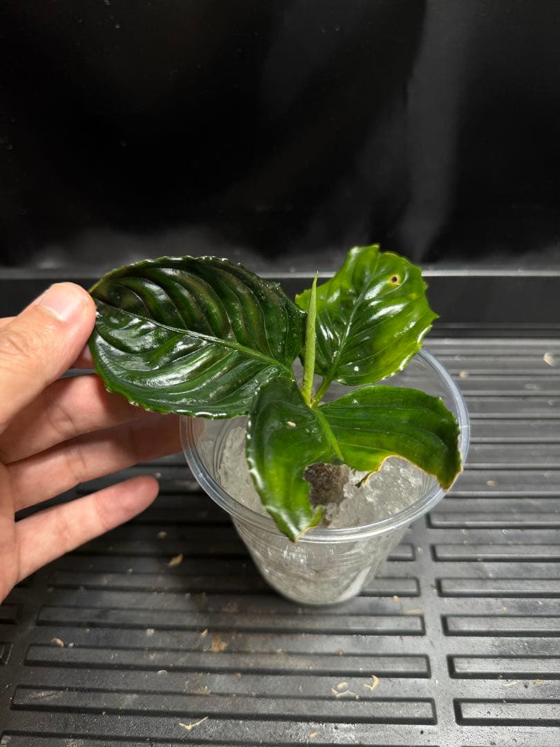 特別企画　新春セール　Aglaonema アグラオネマ　トリカラー　メタリカ　③ 特別企画 新春セール Aglaonema アグラオネマ トリカラー シンプレクス
