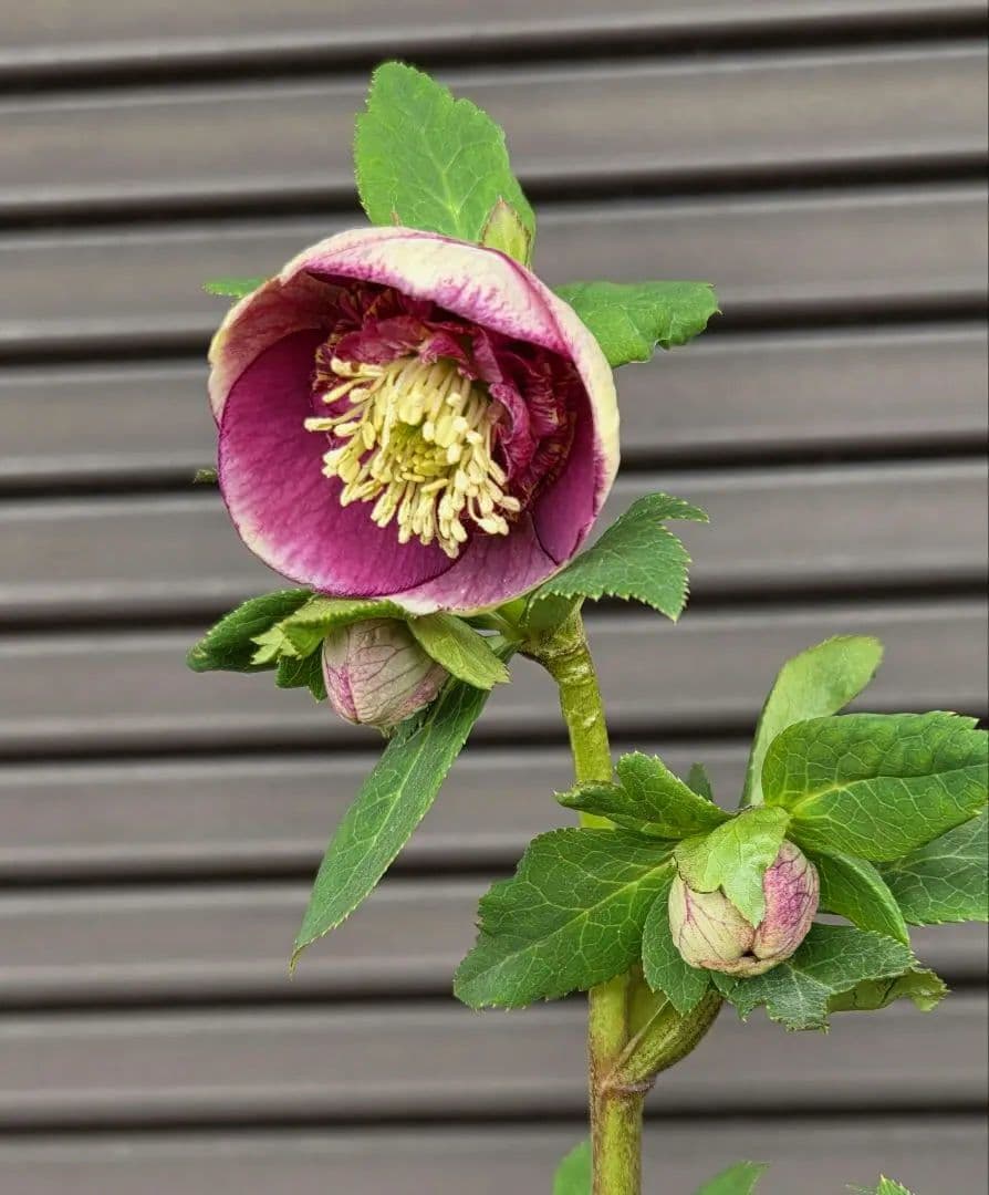 まい様お取り置き専用　加藤農園 認定　【毬姫】sd