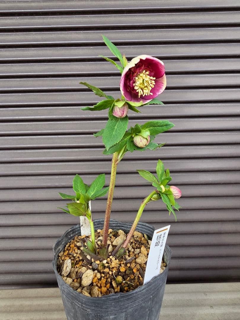 まい様お取り置き専用　加藤農園 認定　【毬姫】sd