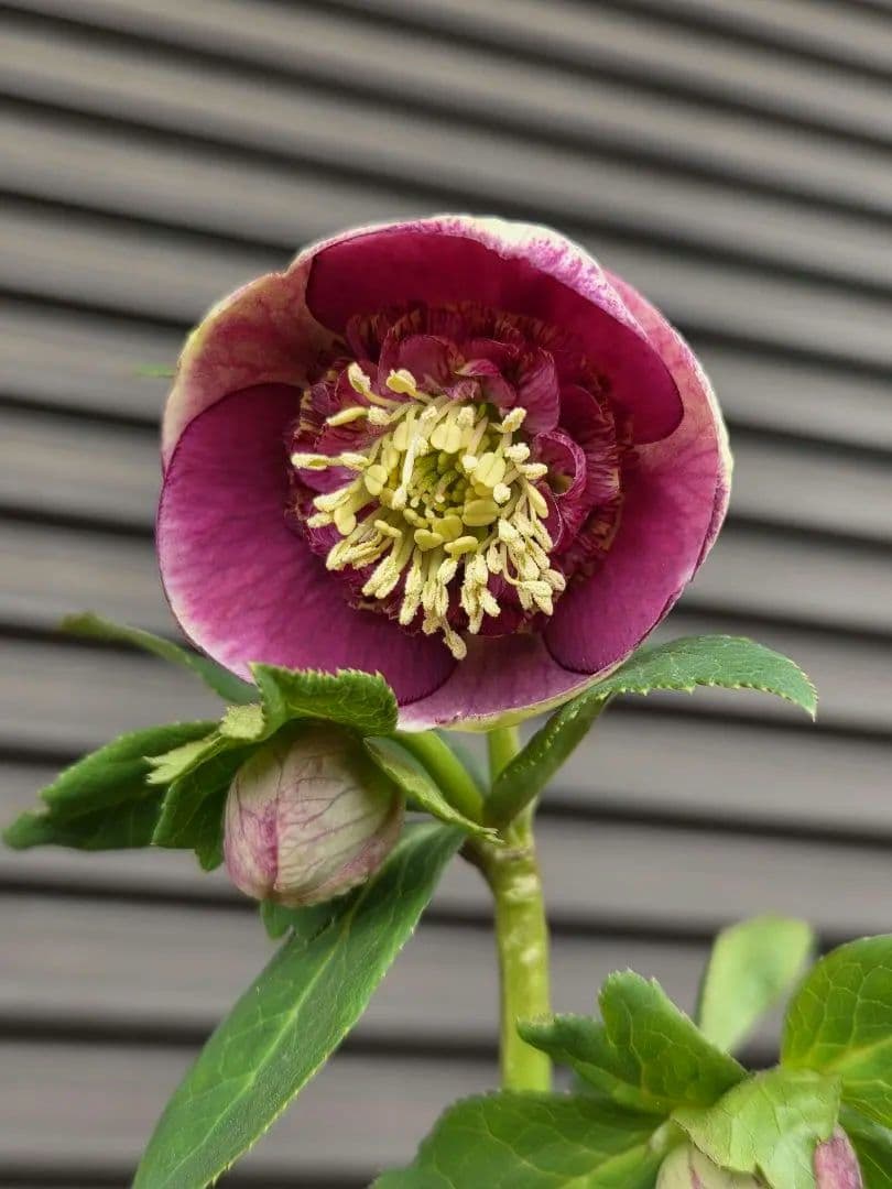 まい様お取り置き専用　加藤農園 認定　【毬姫】sd