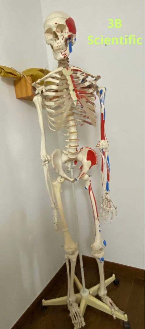 3B Scientific 人体骨格模型 直立型スタンド仕様の通販はau PAY
