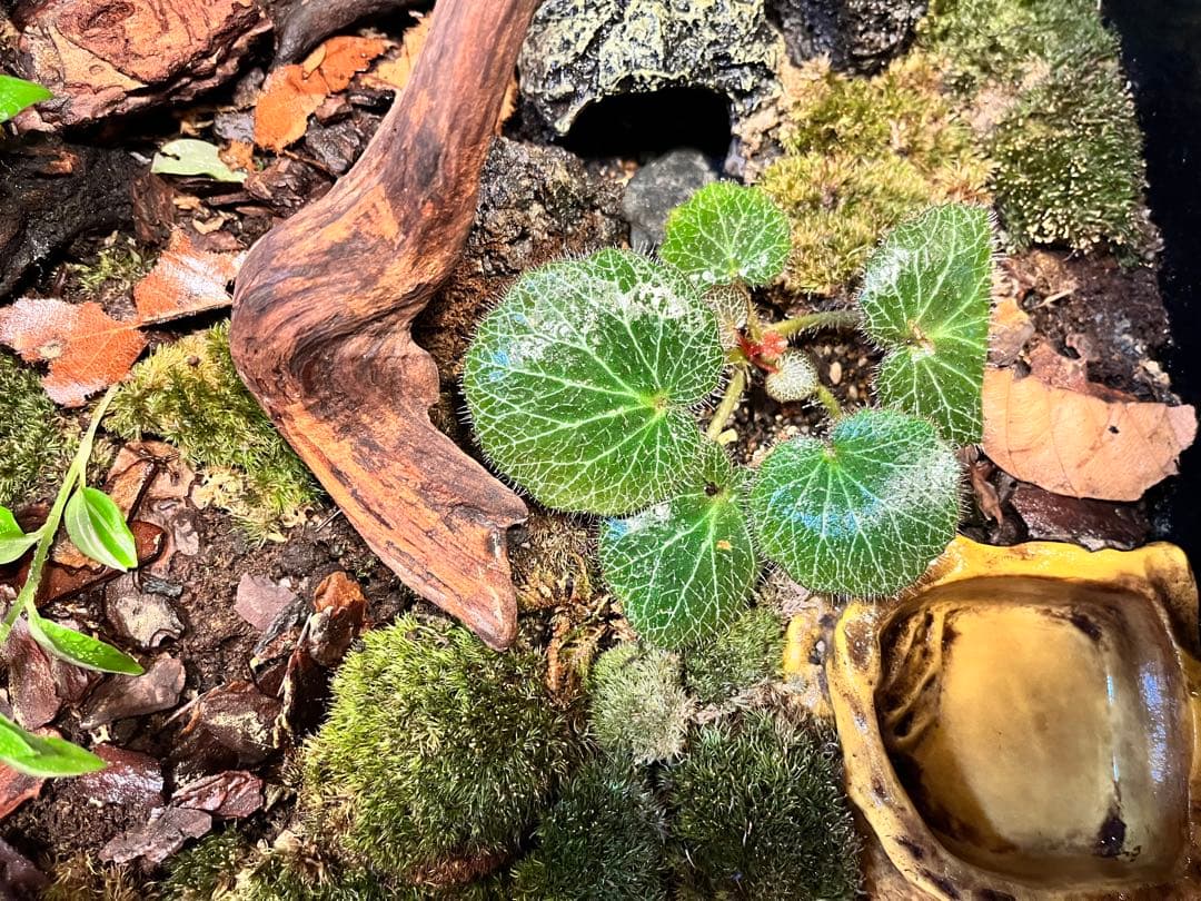 テラリウムケージ 30×30×25cm ヤモリ・イモリ飼育用／自然レイアウトの