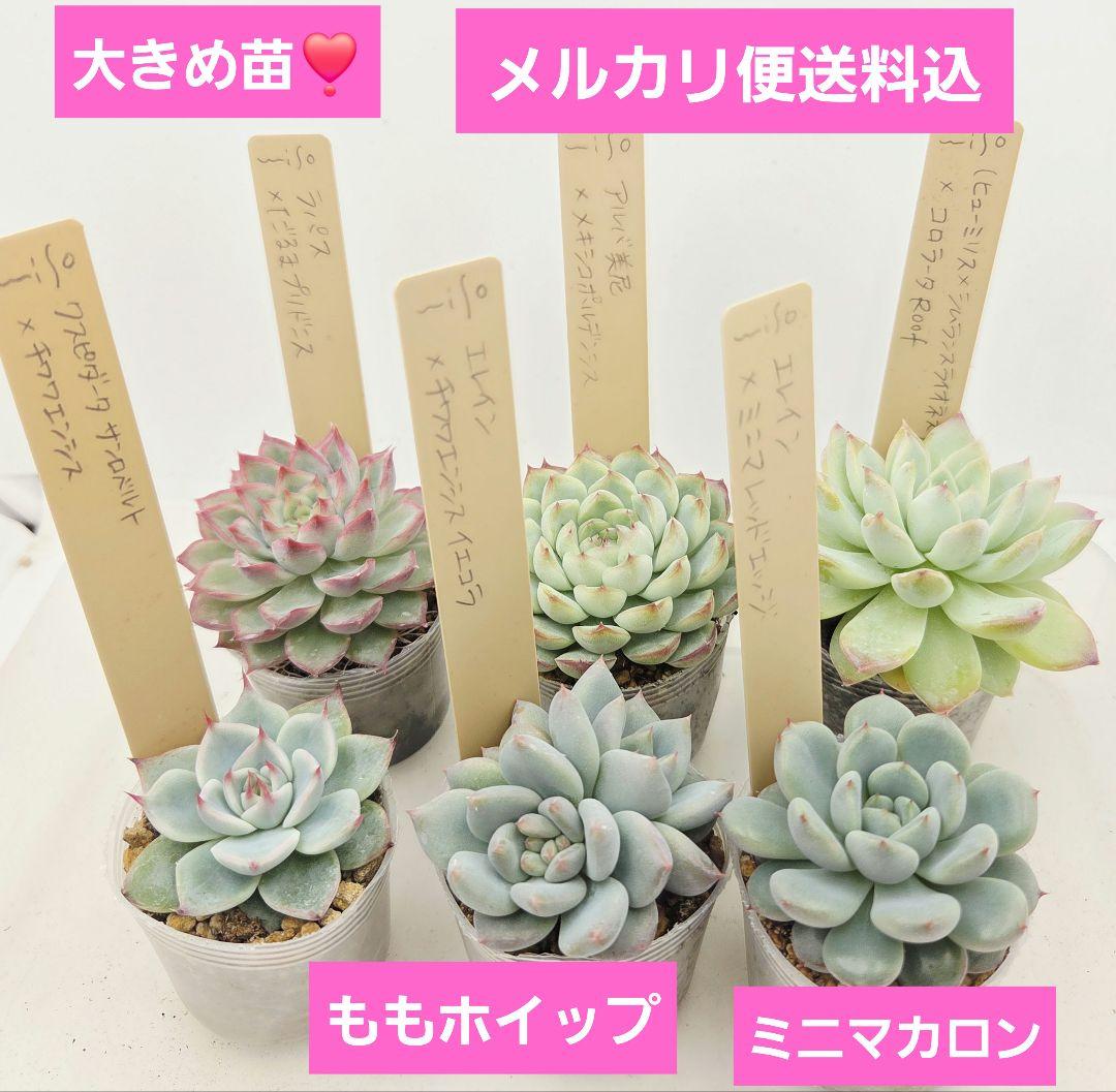 ㊹大きめ ももホイップ❣️ミニマカロン交❣️ルーフ交配❣️発根済6苗