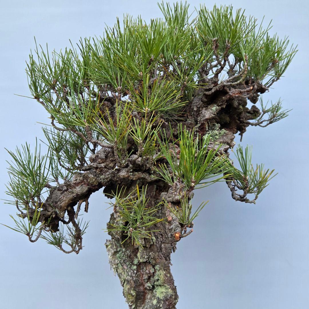 錦松 [模様木] 大品盆栽 - 盆栽オンライン ショップ