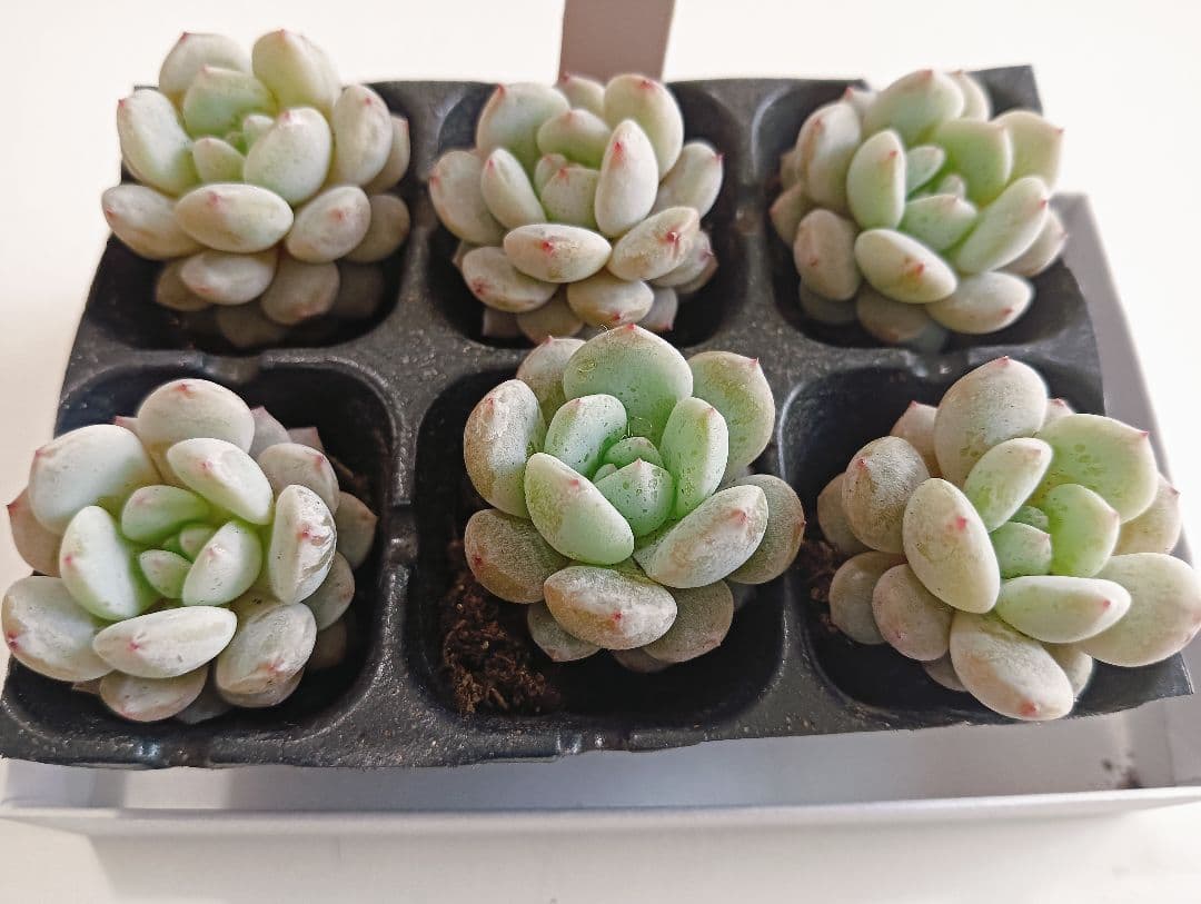 No.25多肉植物スターオレンジ6苗根付きセット - メルカリ